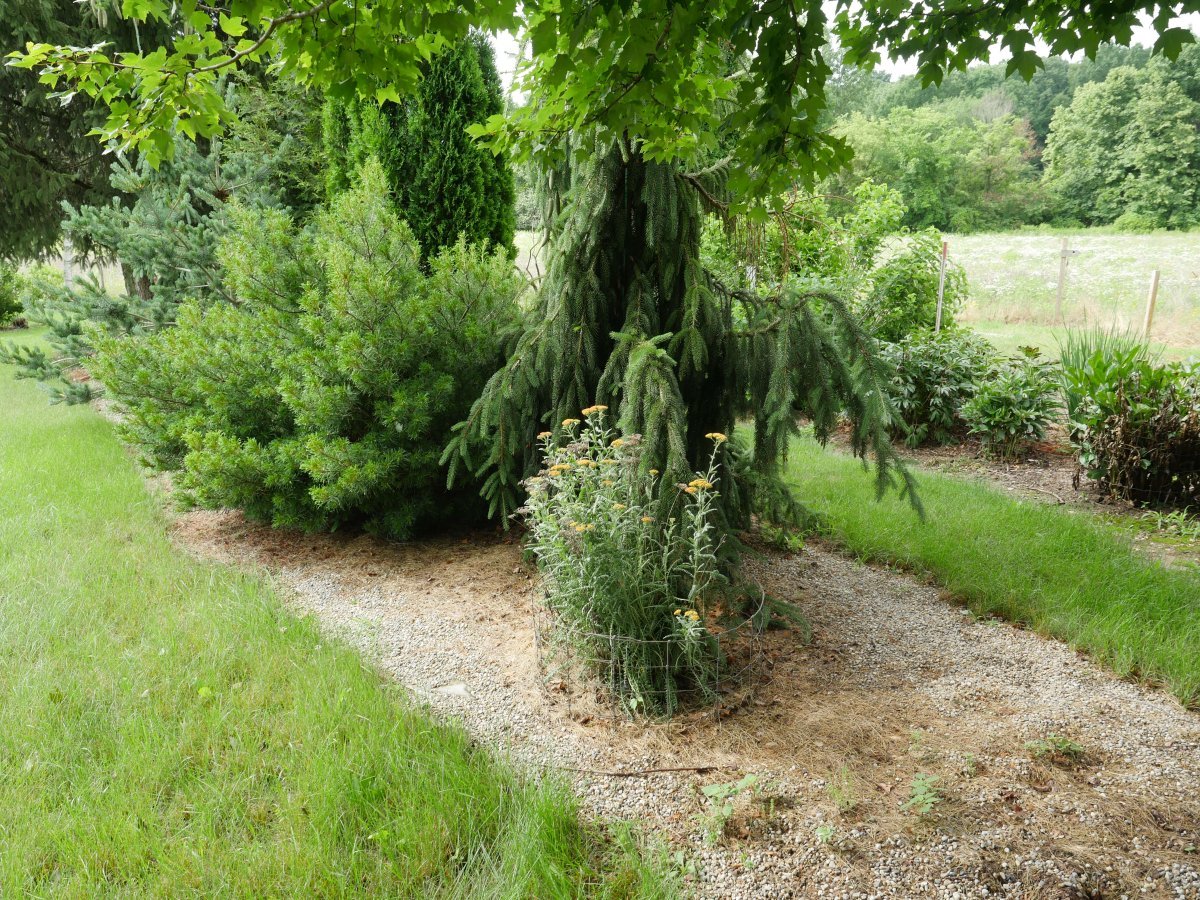 Тысячелистник Терракота - фото 7