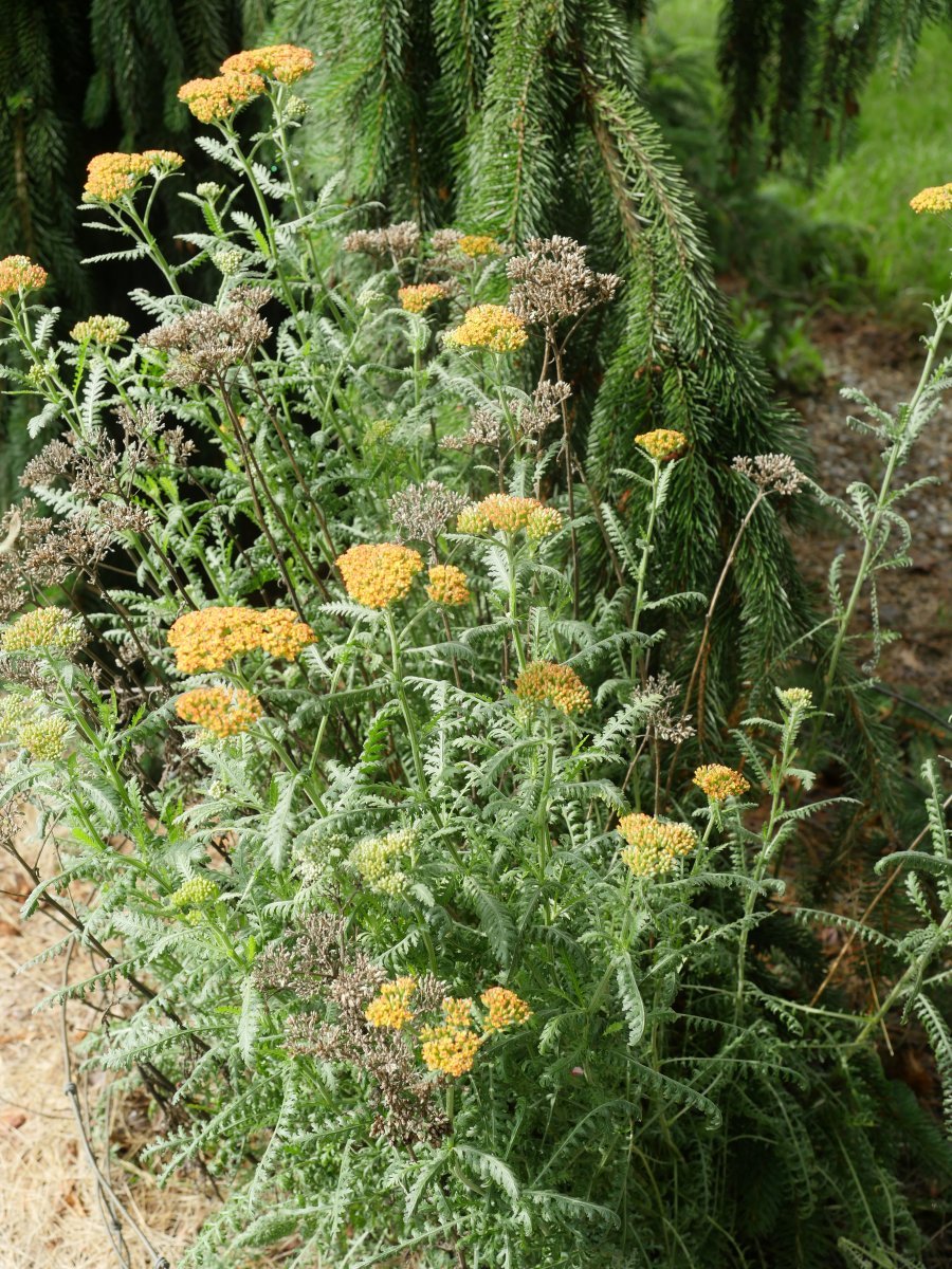 Тысячелистник Терракота - фото 8