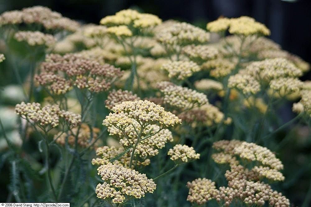 Тысячелистник Терракота