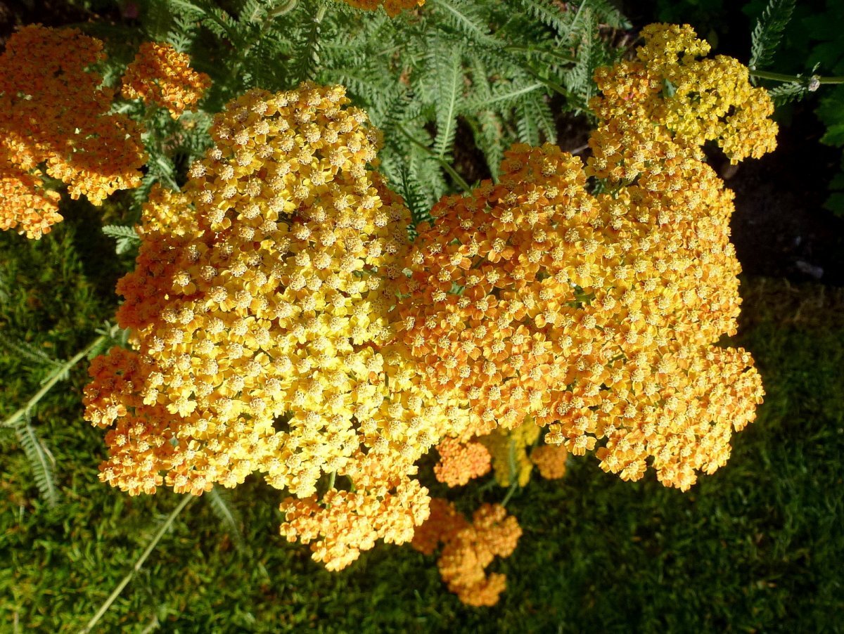 Тысячелистник Терракота - фото 4