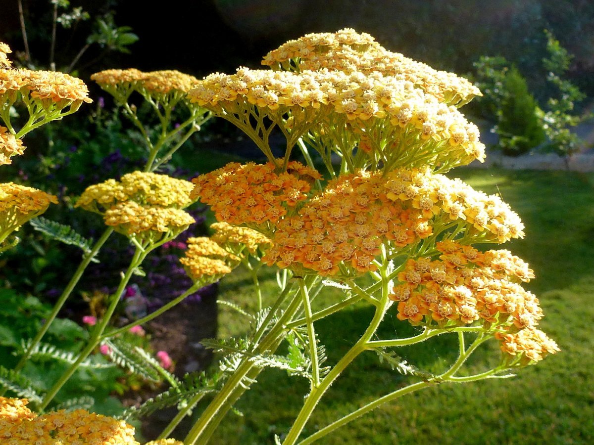 Тысячелистник Терракота - фото 3