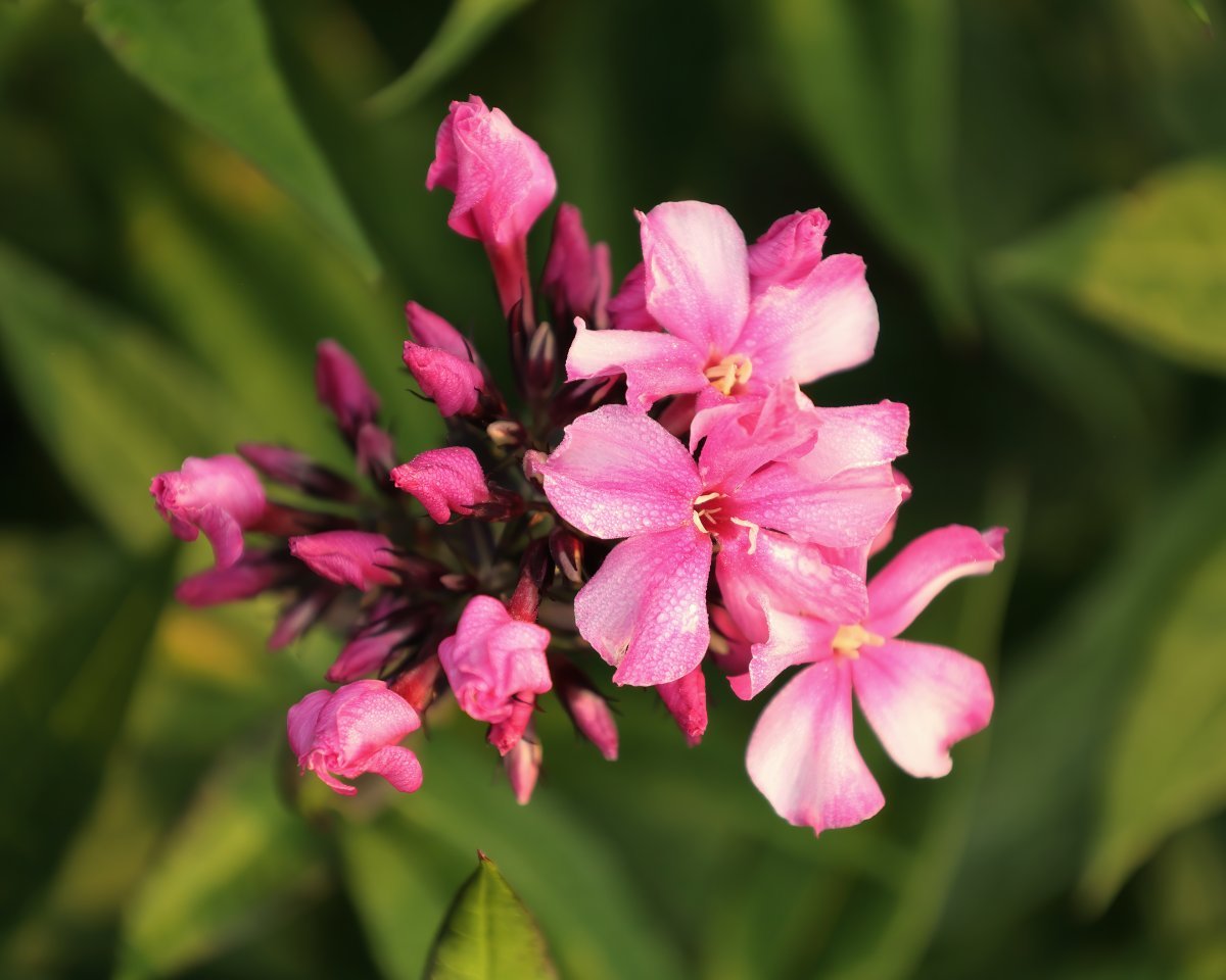Флокс метельчатый Red - фото 5