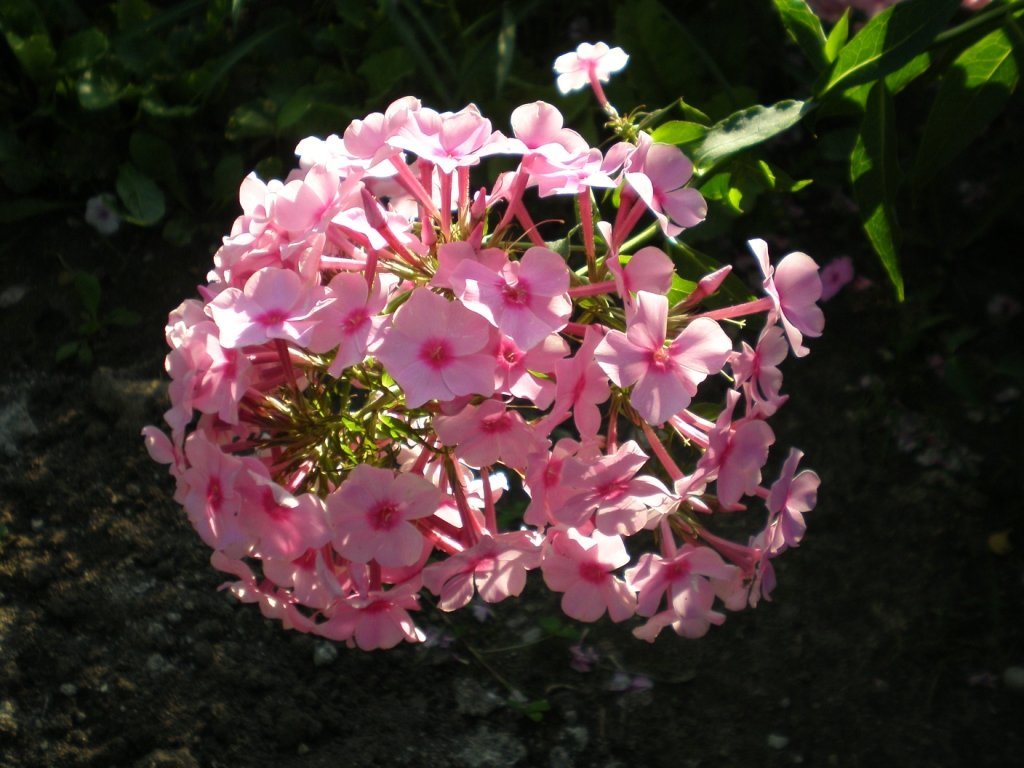 Флокс метельчатый Red - фото 2