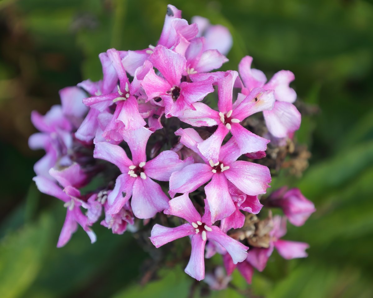 Флокс метельчатый Red - фото 6