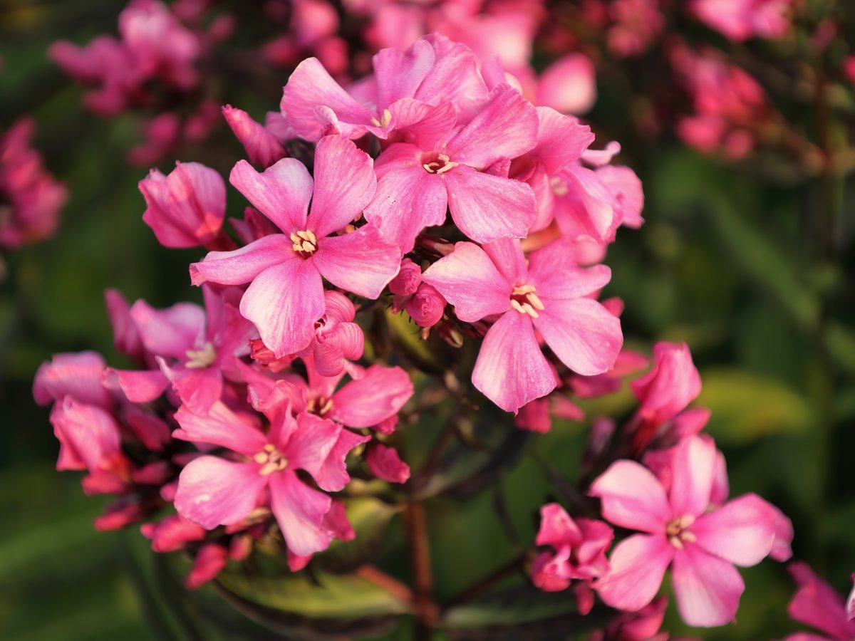 Флокс метельчатый Red - фото 4