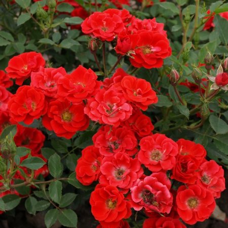 Роза почвопокровная Зе Меджикал Кавер