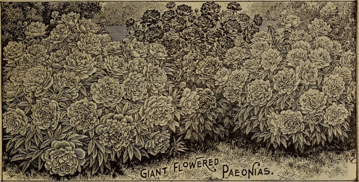 Фрезия махровая Дабл Пинк