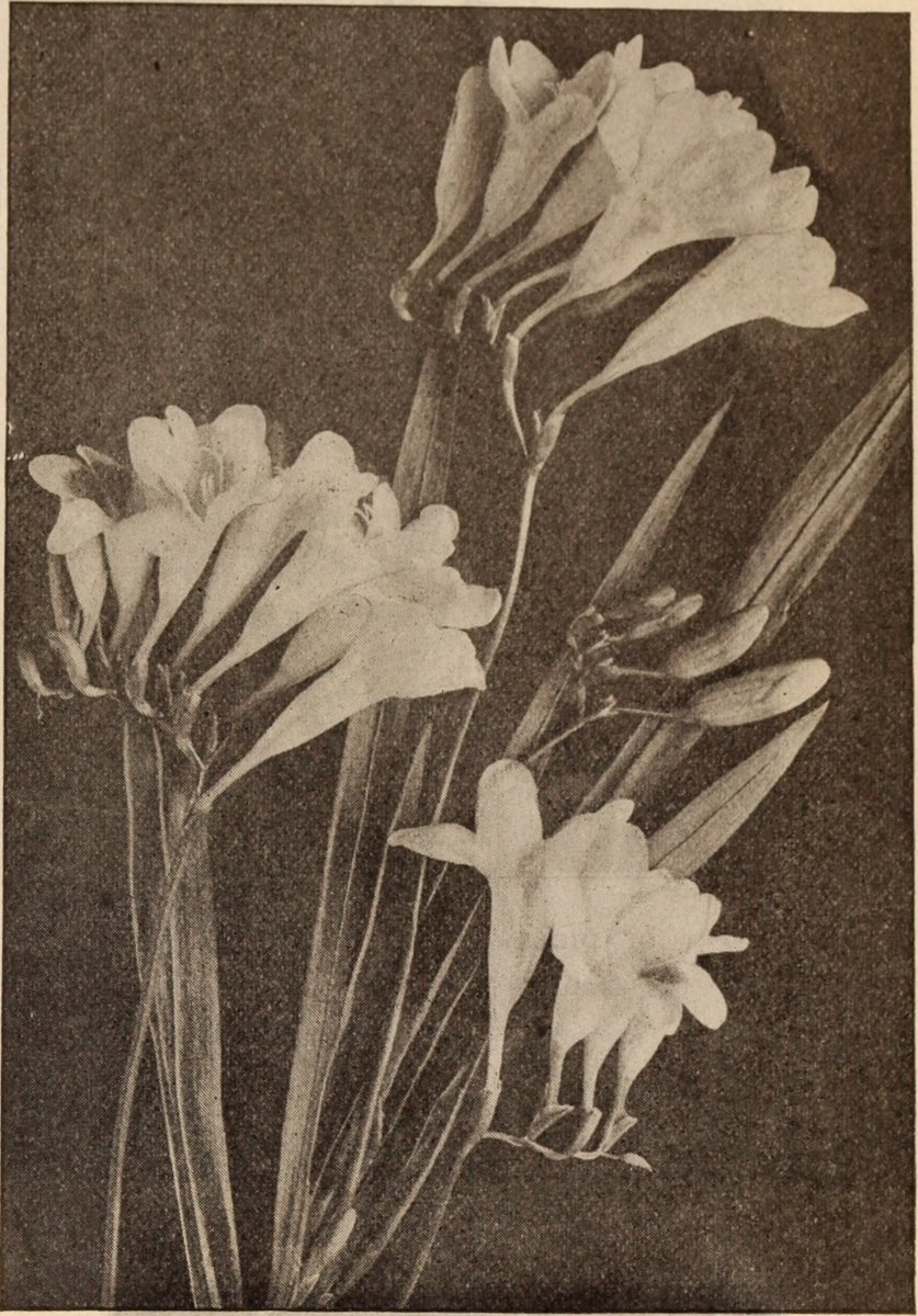 Фрезия махровая Дабл Пинк - фото 7