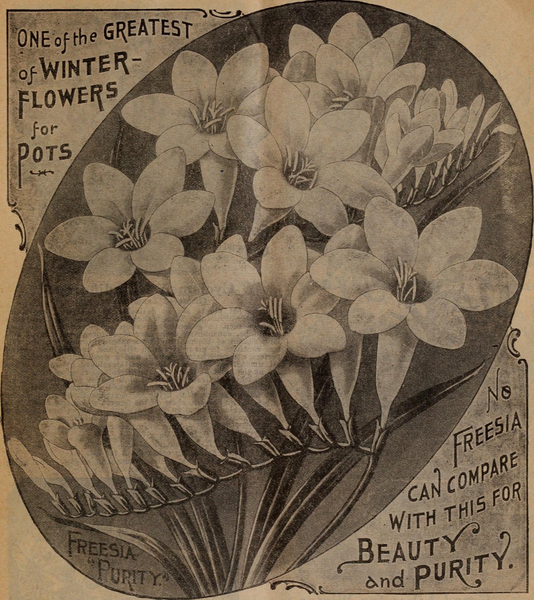 Фрезия махровая Дабл Пинк - фото 4