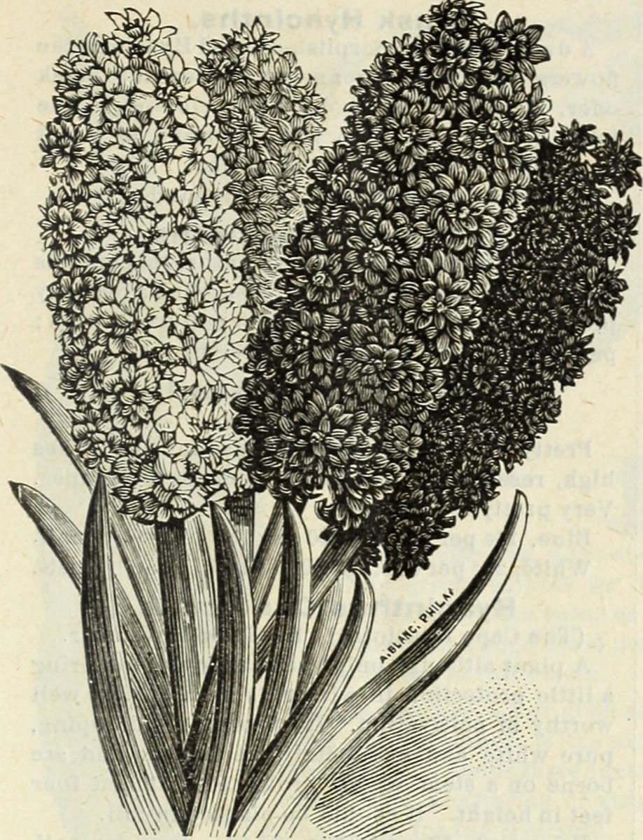 Фрезия махровая Дабл Пинк - фото 3