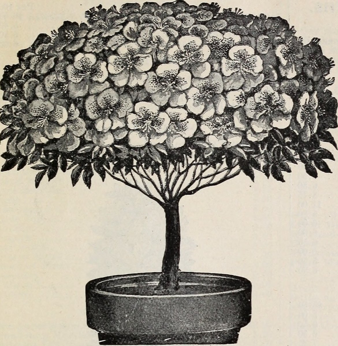 Фрезия махровая Дабл Пинк - фото 8