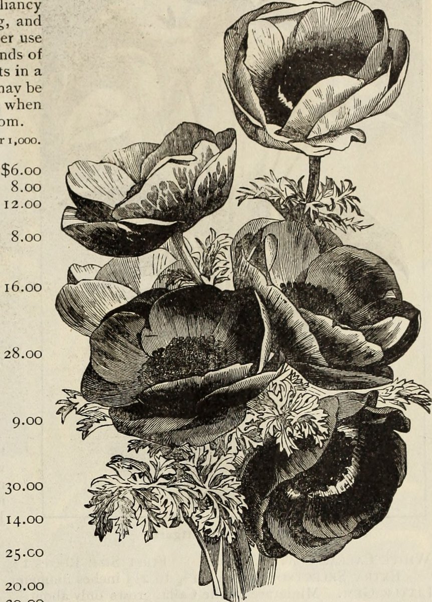 Фрезия махровая Дабл Пинк - фото 2