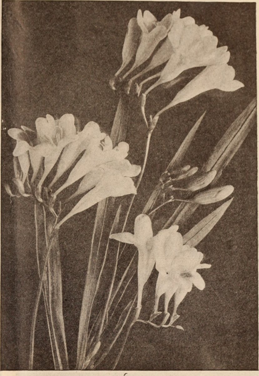 Фрезия махровая Дабл Уайт - фото 3