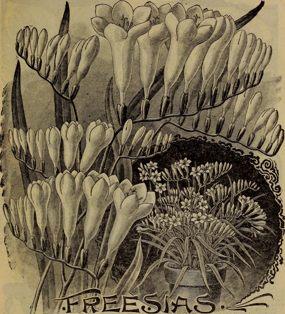 Фрезия махровая Дабл Уайт - фото 2