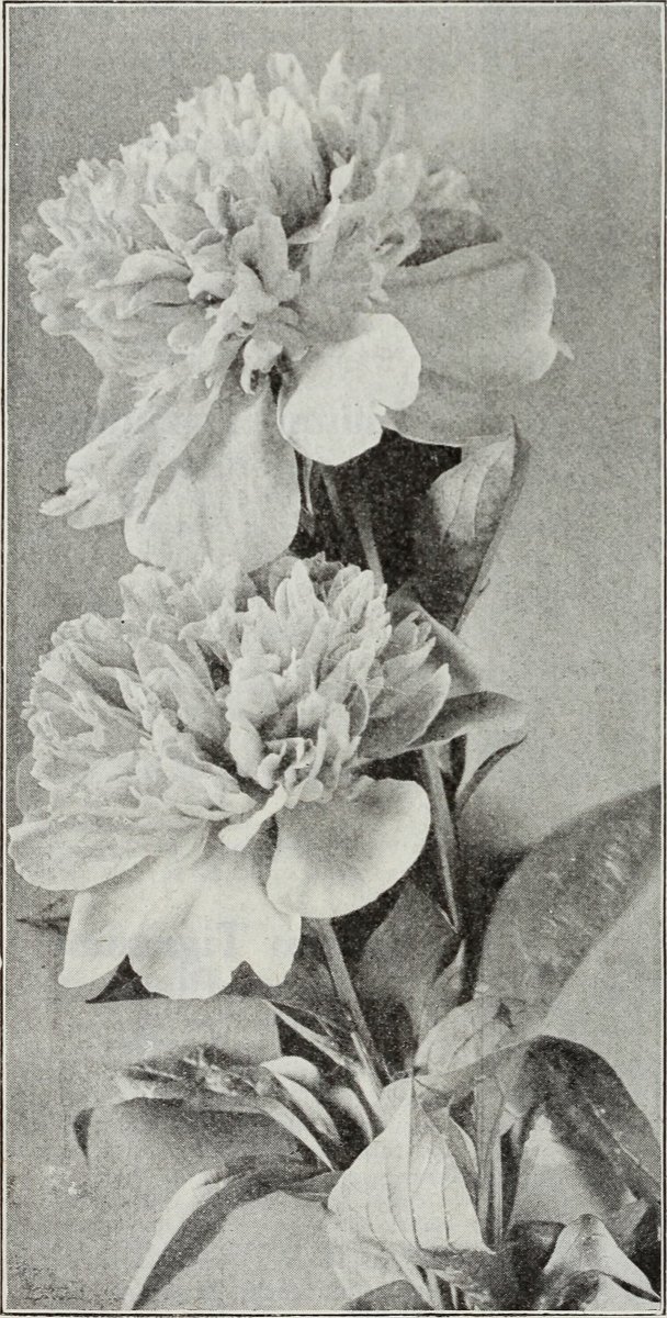 Фрезия махровая Дабл Еллоу