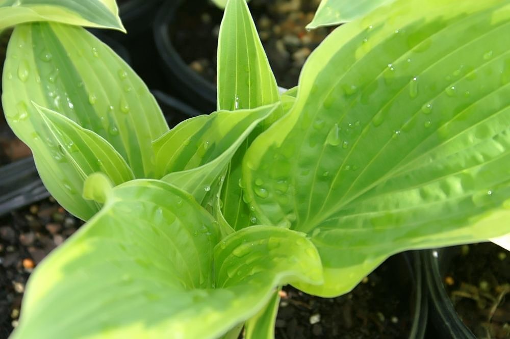 Хоста Антиох - фото 2