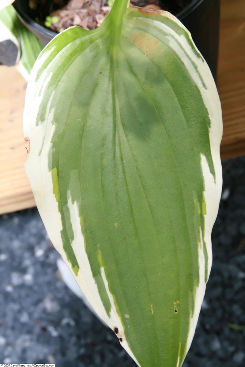 Хоста Антиох - фото 3