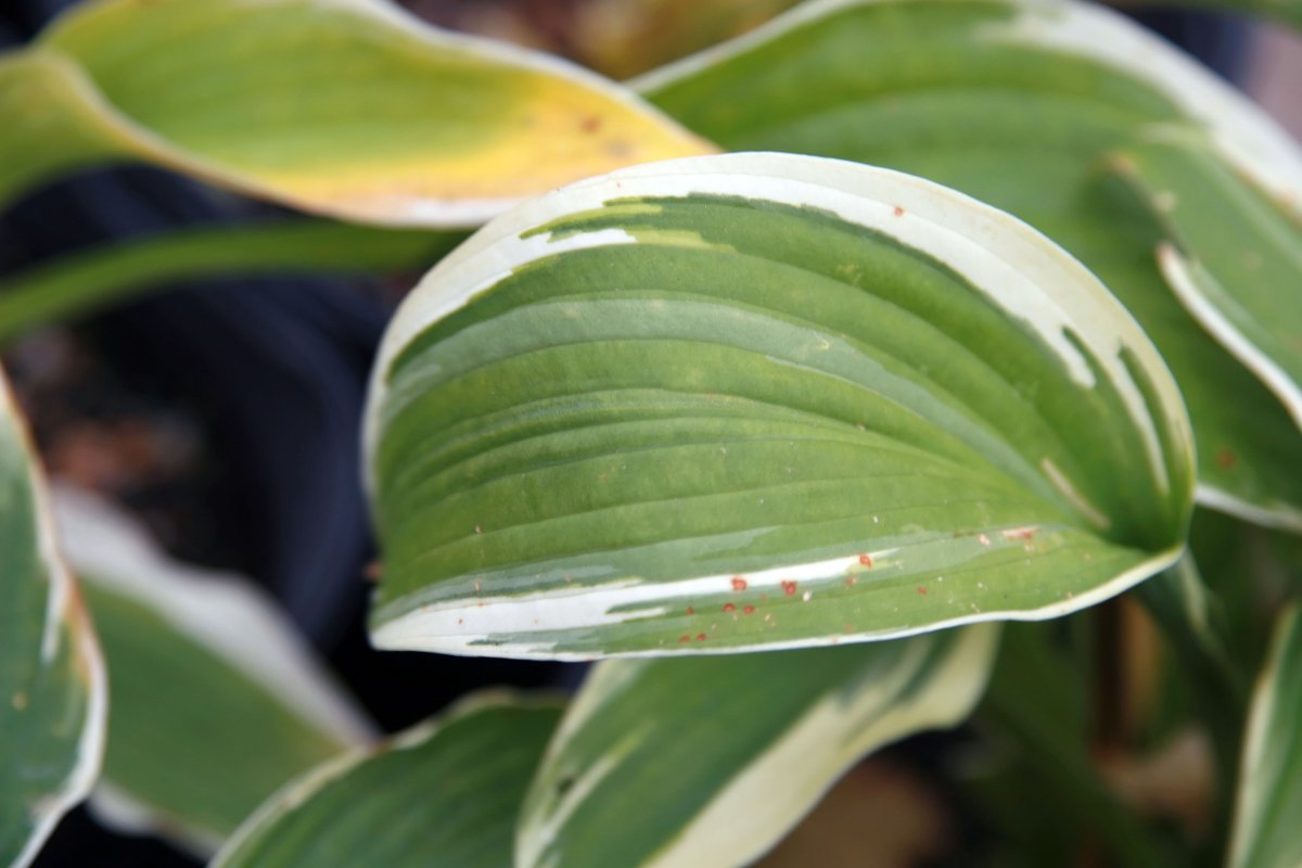 Хоста Антиох