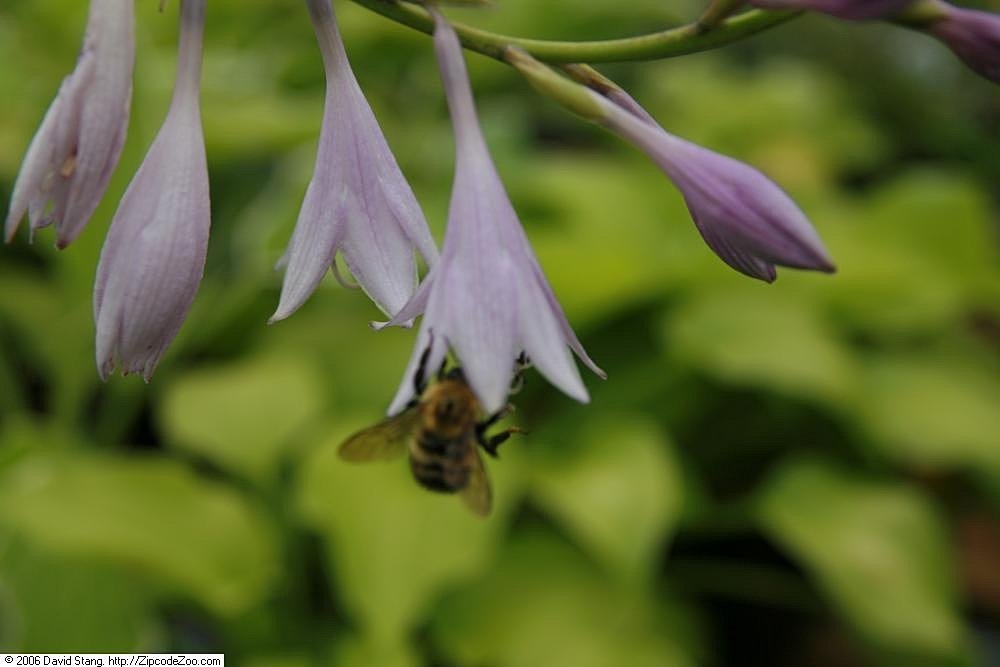 Хоста Антиох - фото 4