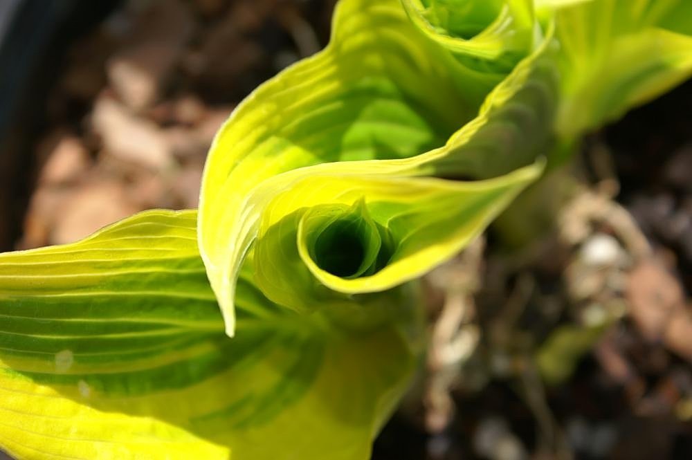 Хоста Ауреомаргината - фото 2