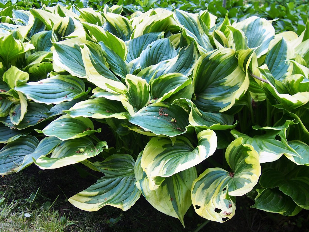 Хоста Ауреомаргината - фото 7
