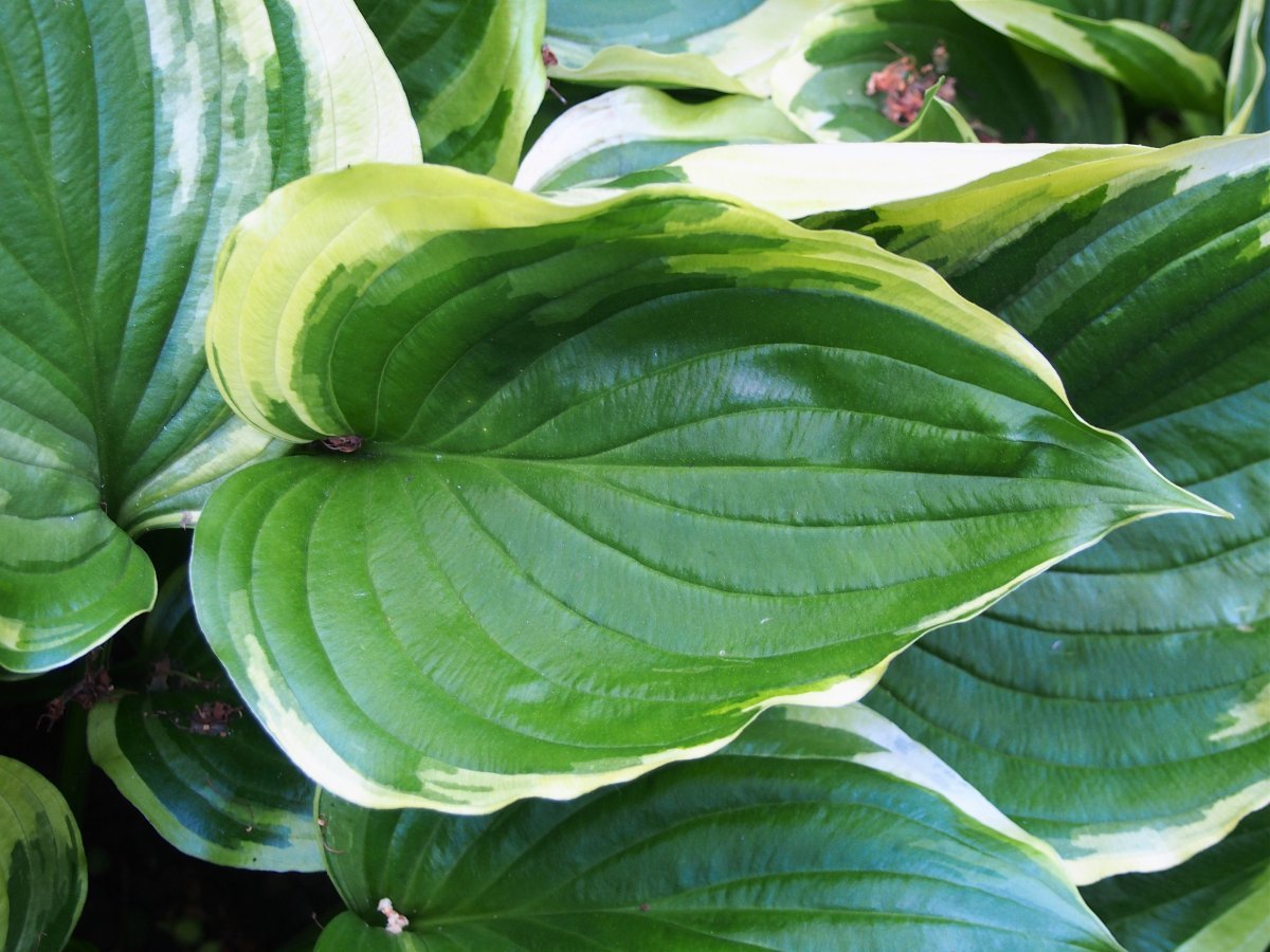 Хоста Ауреомаргината - фото 10