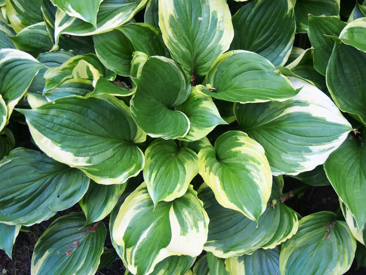 Хоста Ауреомаргината - фото 8