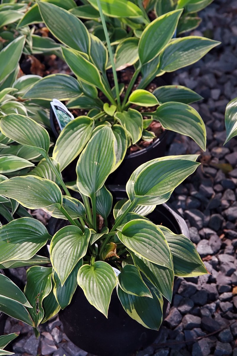 Хоста Ауреомаргината - фото 4