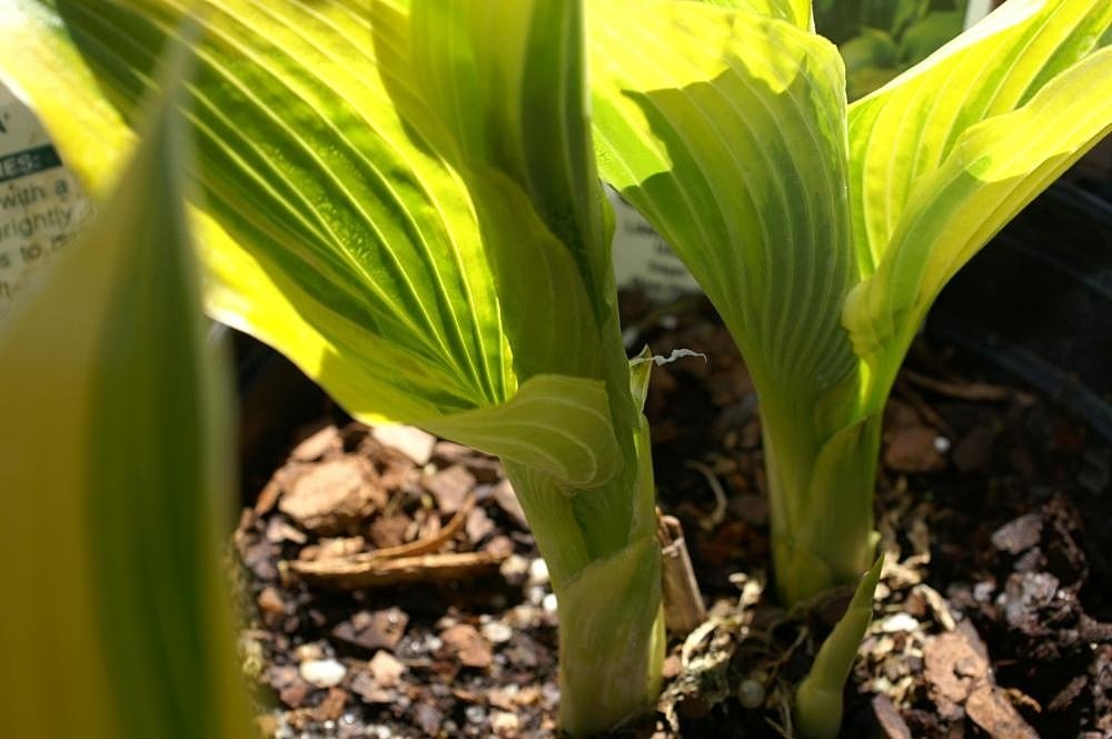 Хоста Ауреомаргината - фото 3