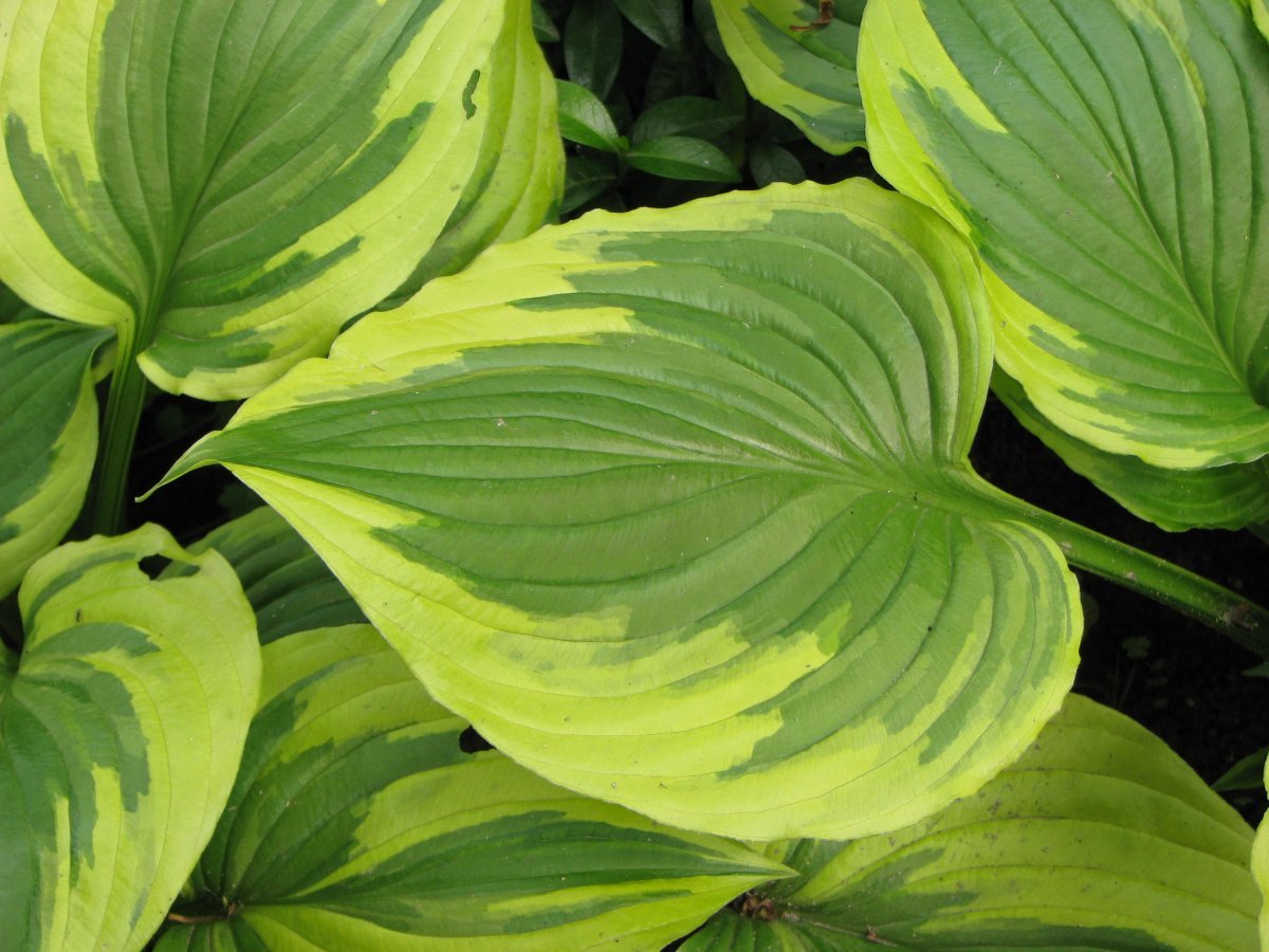 Хоста Ауреомаргината - фото 6