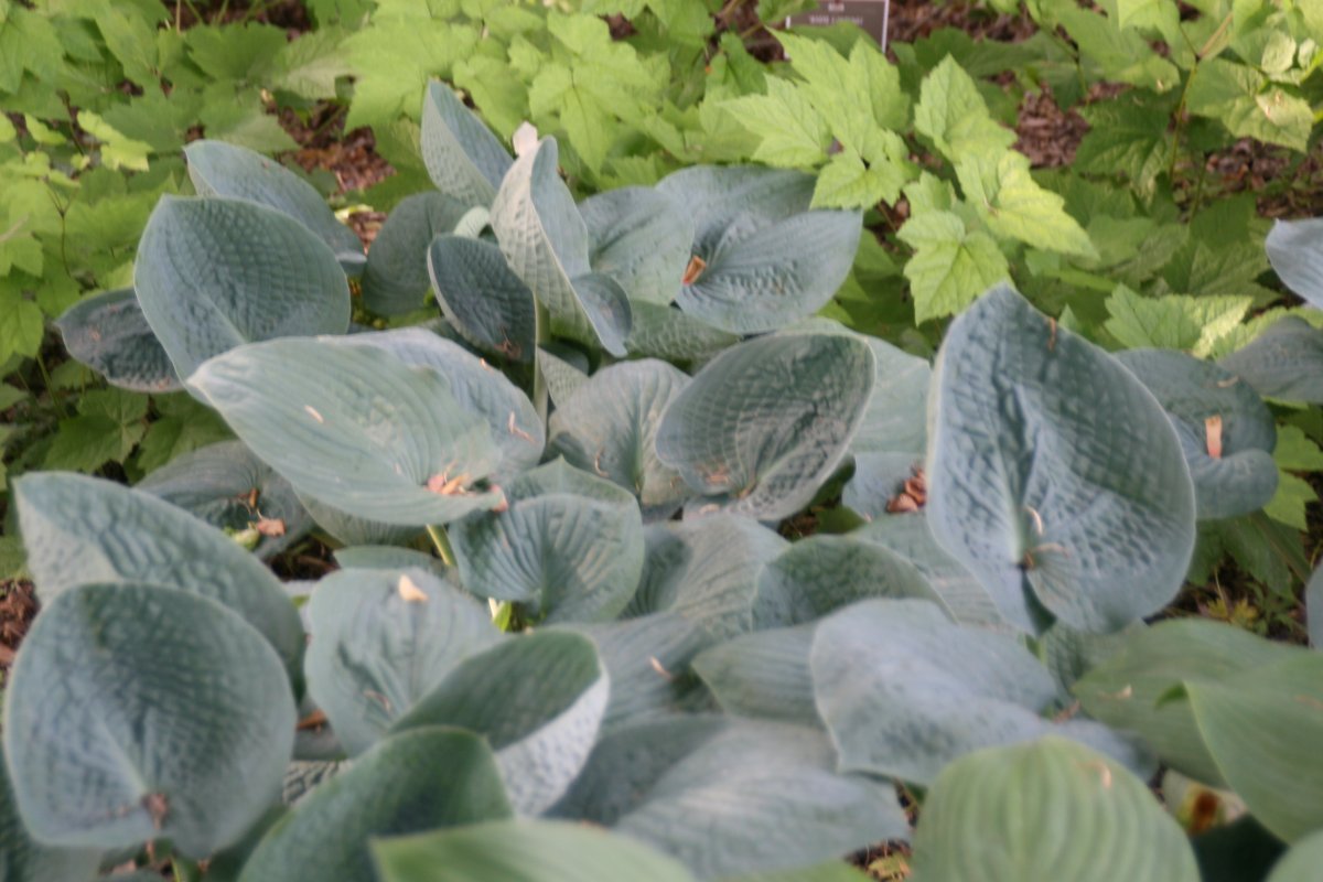 Хоста Биг Дэдди - фото 6