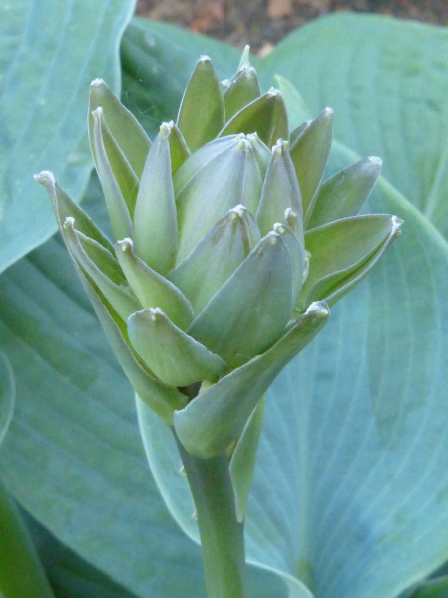 Хоста Биг Дэдди - фото 2