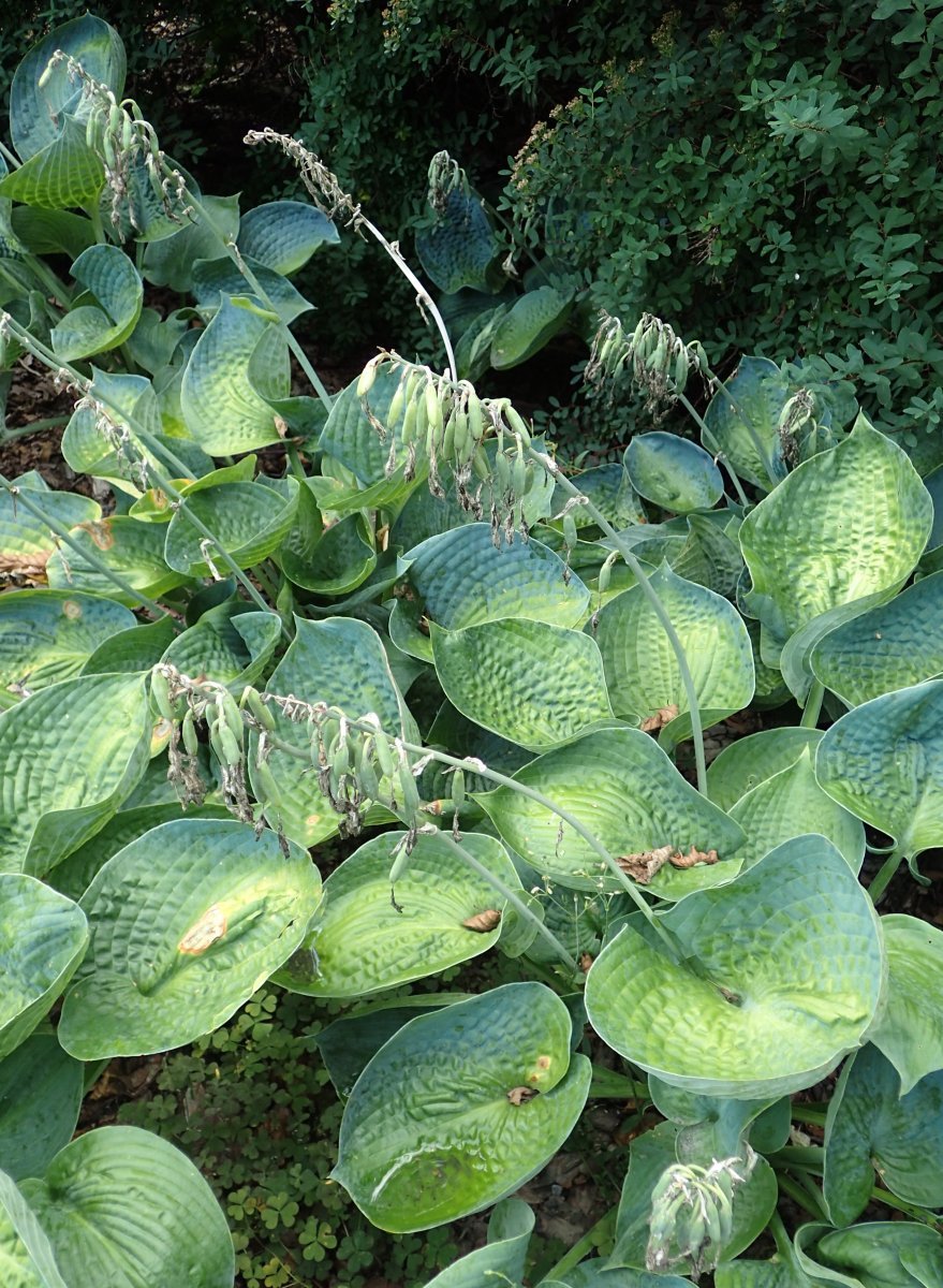 Хоста Биг Дэдди - фото 7