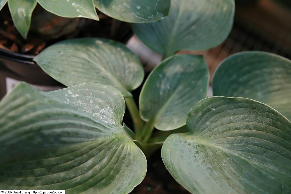 Хоста Биг Дэдди - фото 8