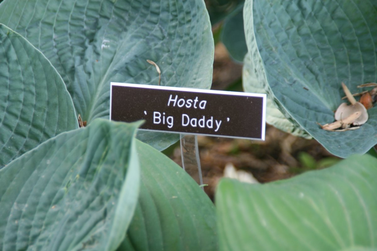 Хоста Биг Дэдди - фото 4