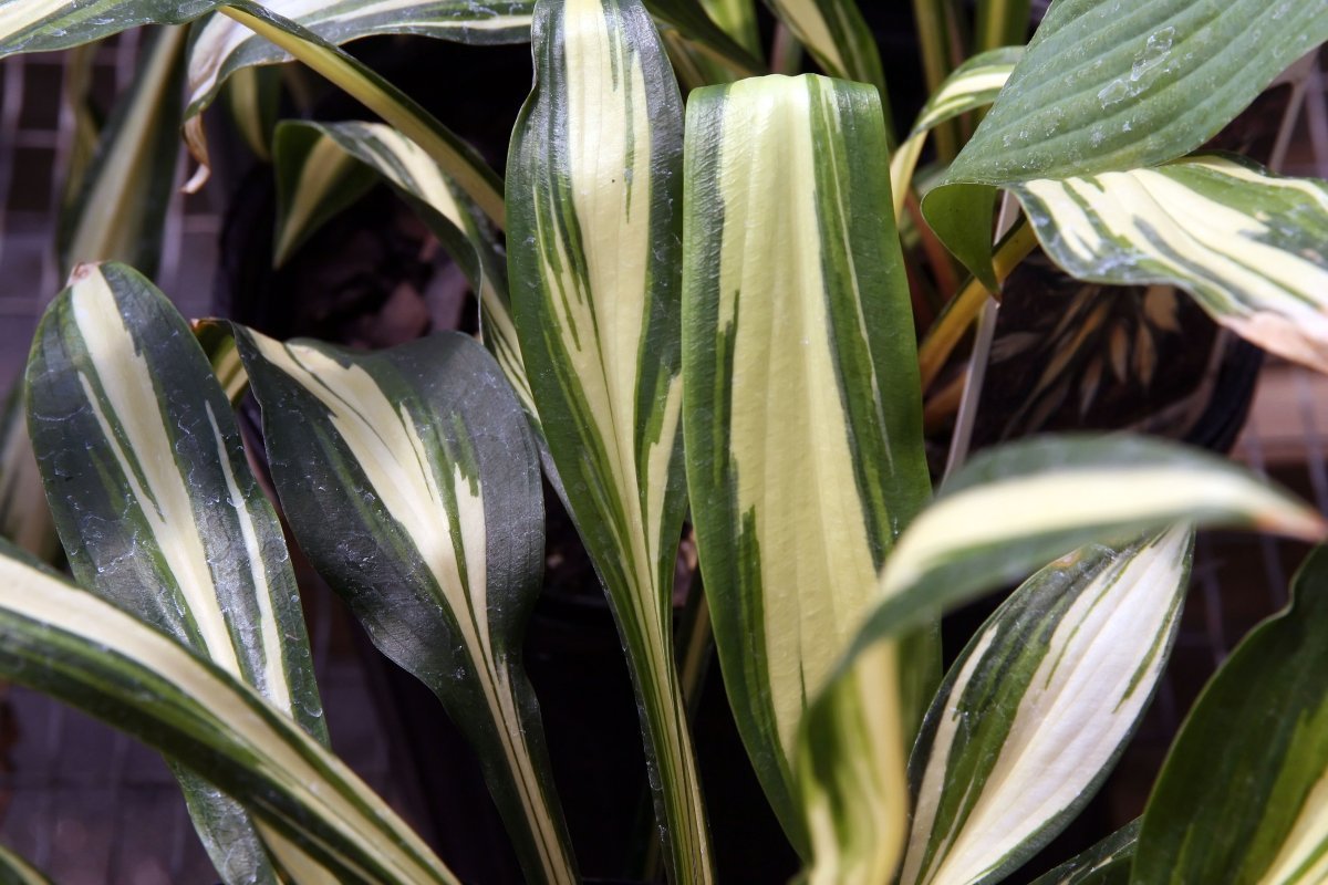 Хоста Черри Берри - фото 3