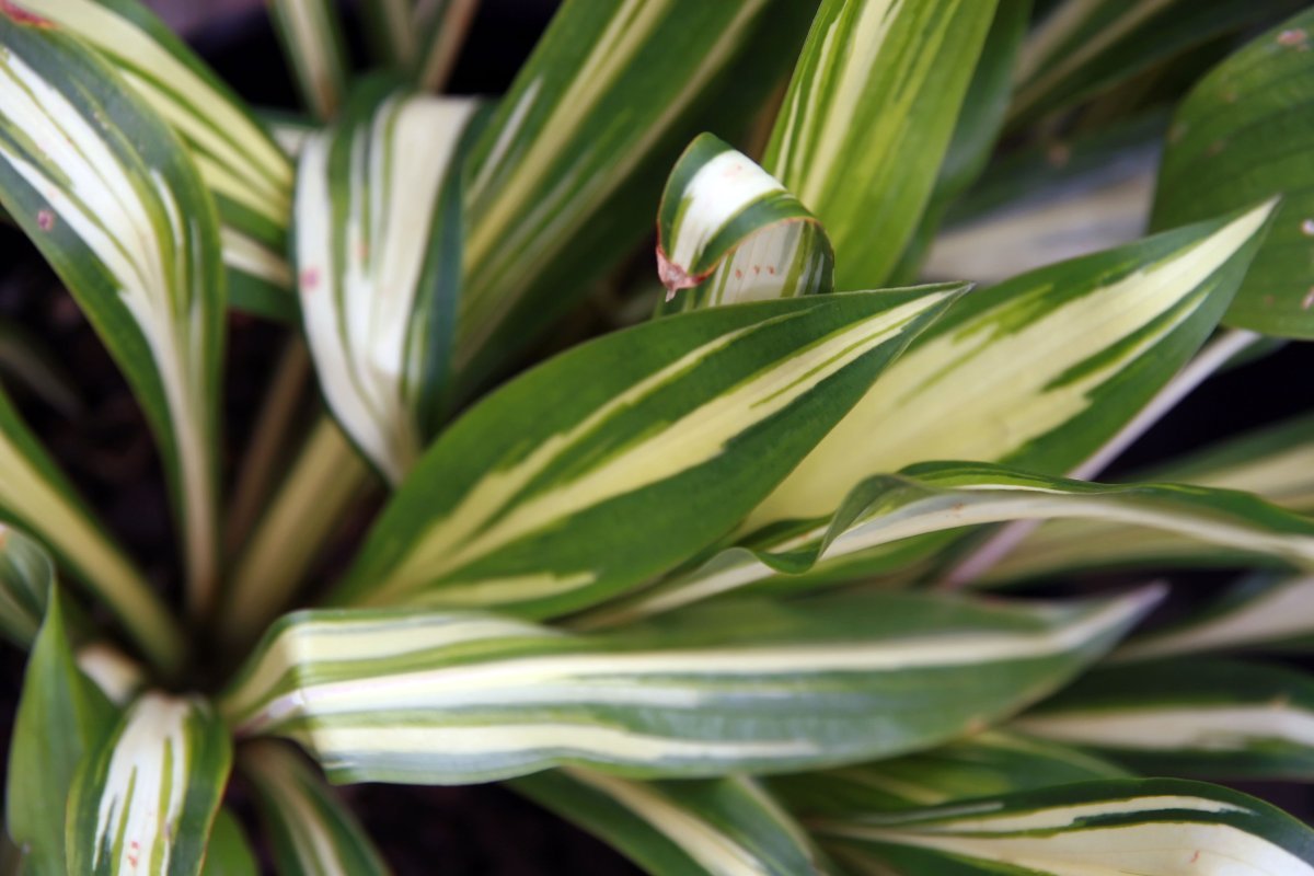 Хоста Черри Берри