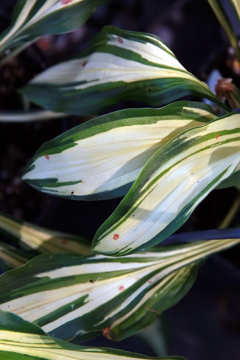 Хоста Черри Берри - фото 2