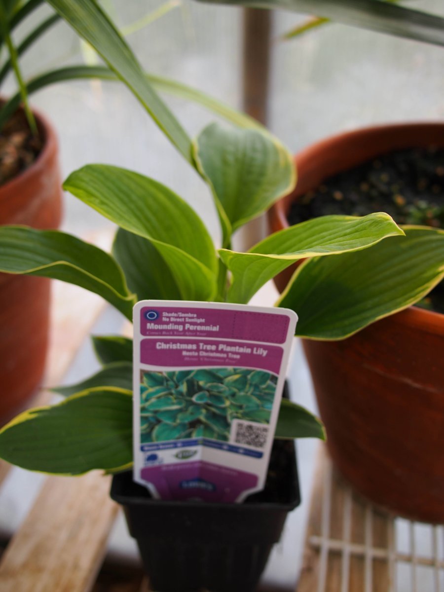 Хоста Крисмос Три - фото 2