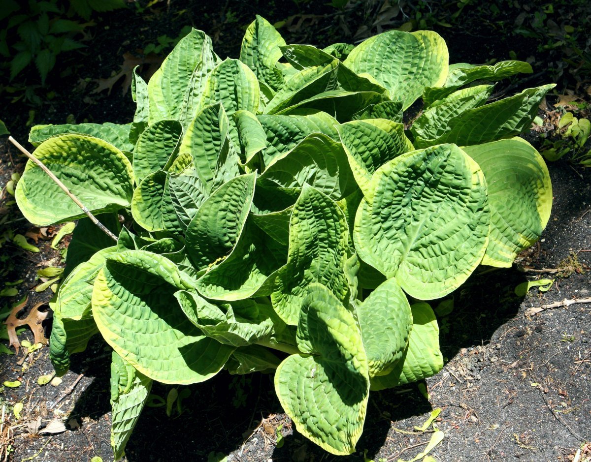 Хоста Крисмос Три