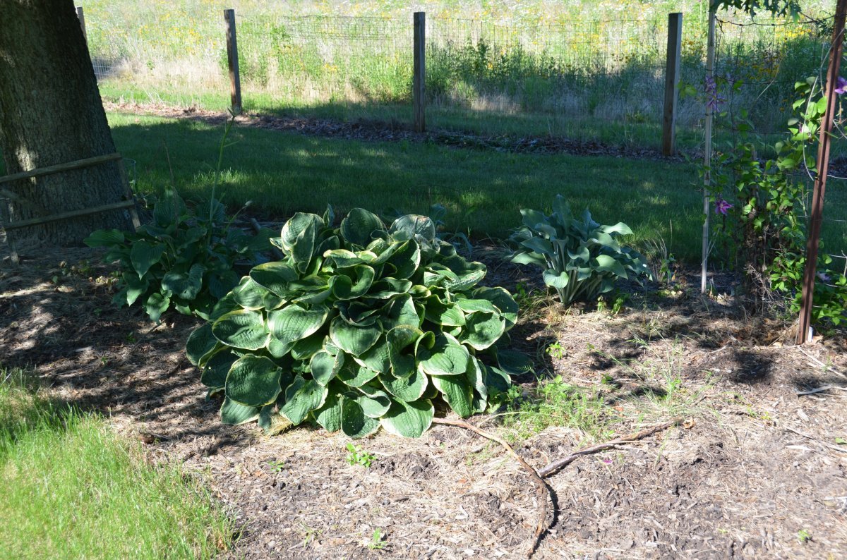 Хоста Крисмос Три - фото 4