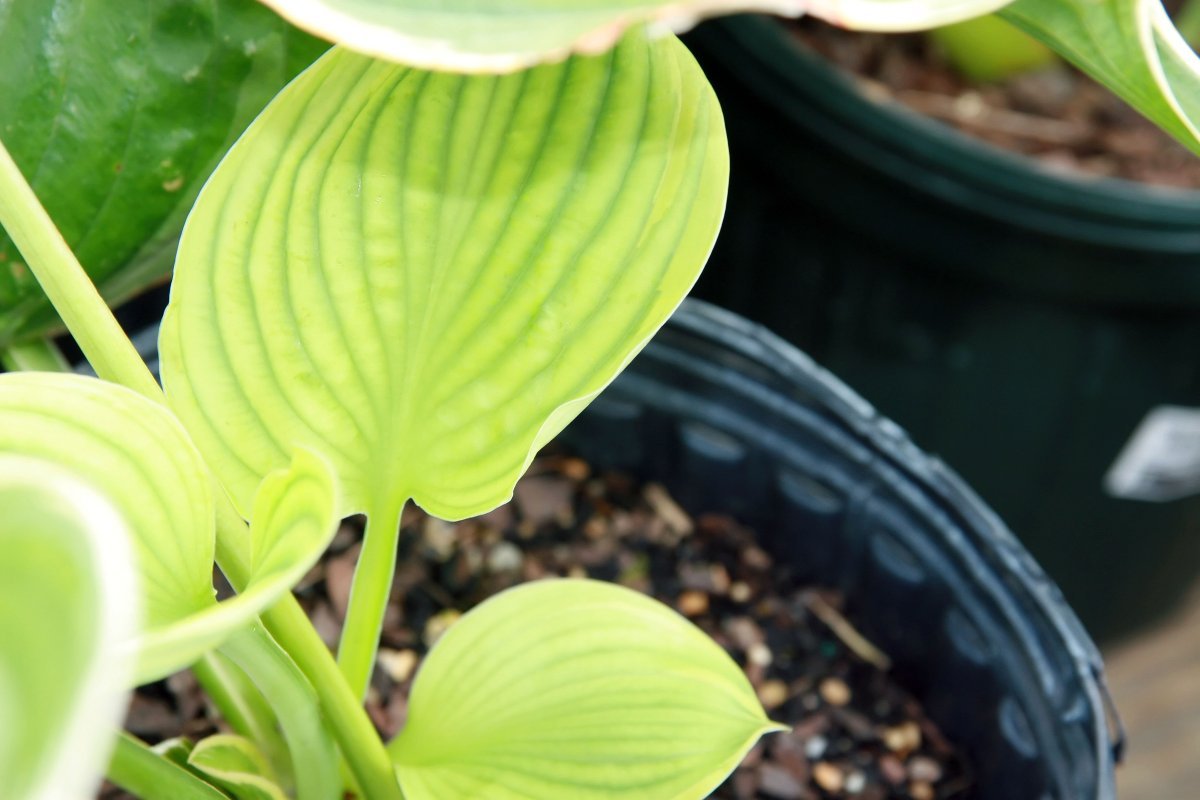 Хоста Крисмос Три - фото 6