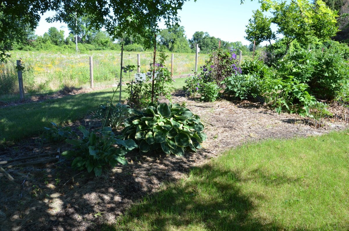 Хоста Крисмос Три - фото 3