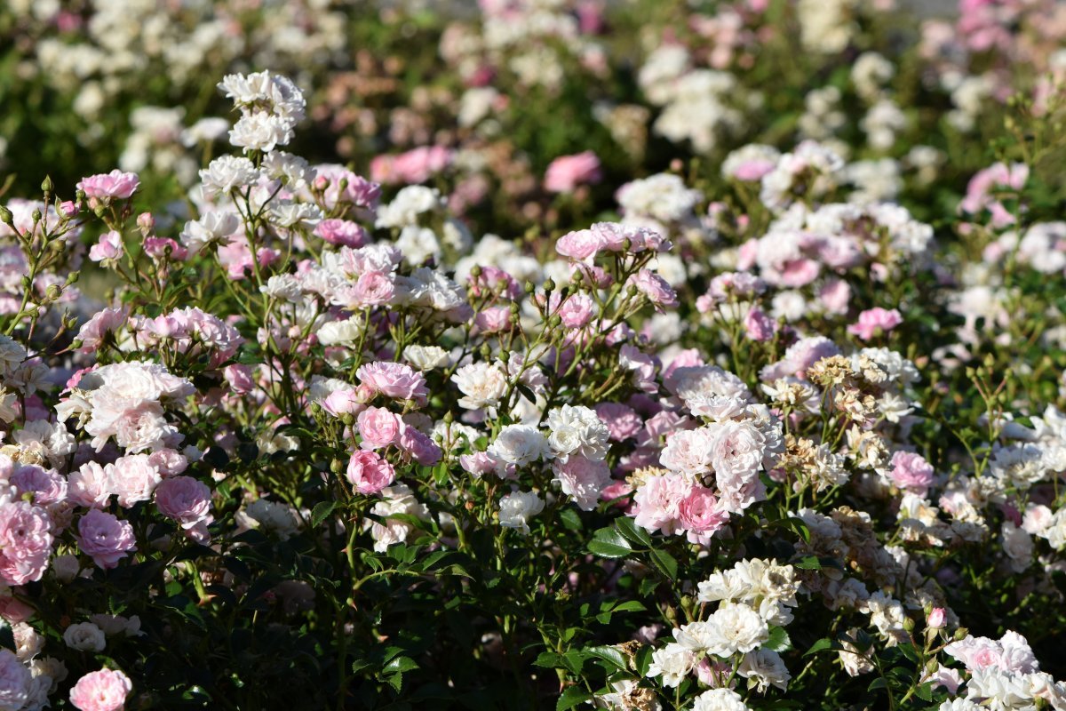 Роза почвопокровная Зе Фейри - фото 3