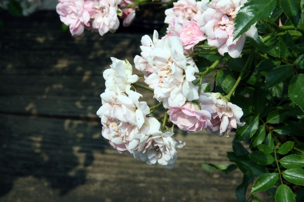 Роза почвопокровная Зе Фейри - фото 6