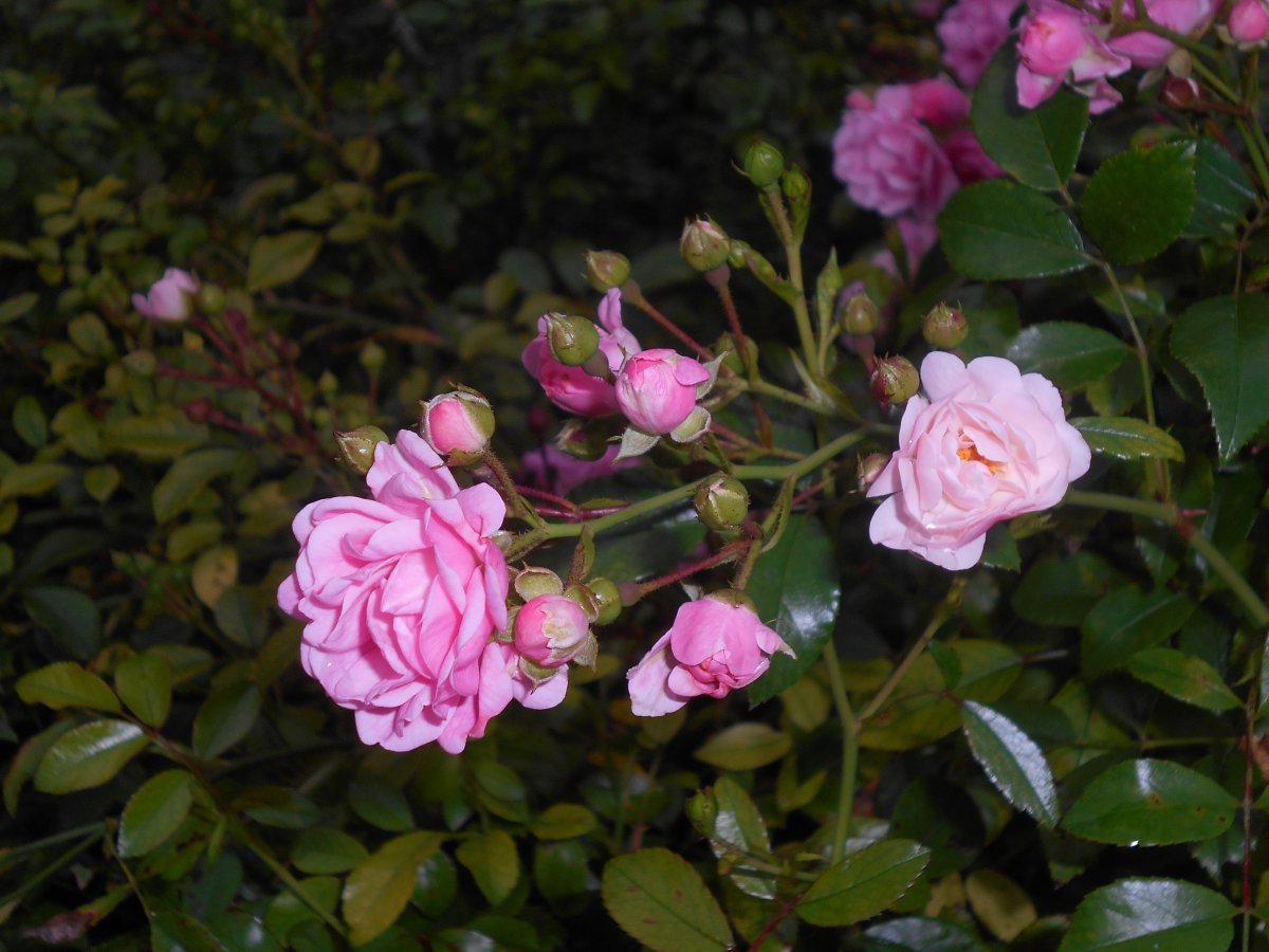 Роза почвопокровная Зе Фейри - фото 10