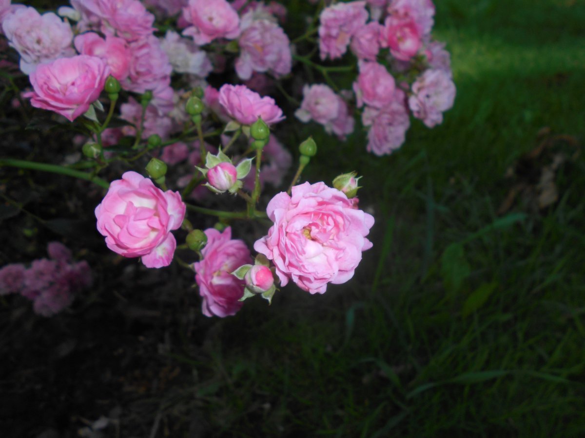 Роза почвопокровная Зе Фейри - фото 8