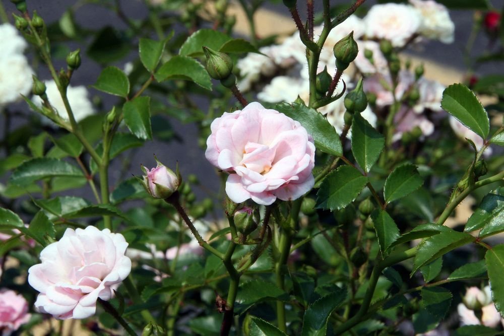 Роза почвопокровная Зе Фейри - фото 7