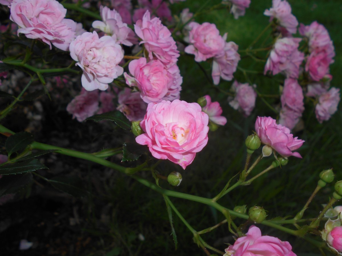 Роза почвопокровная Зе Фейри - фото 9