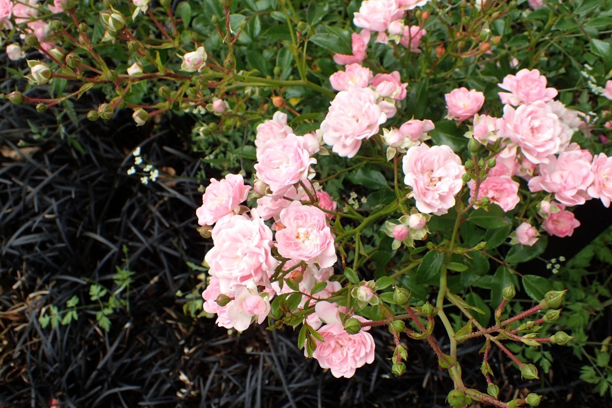 Роза почвопокровная Зе Фейри - фото 4